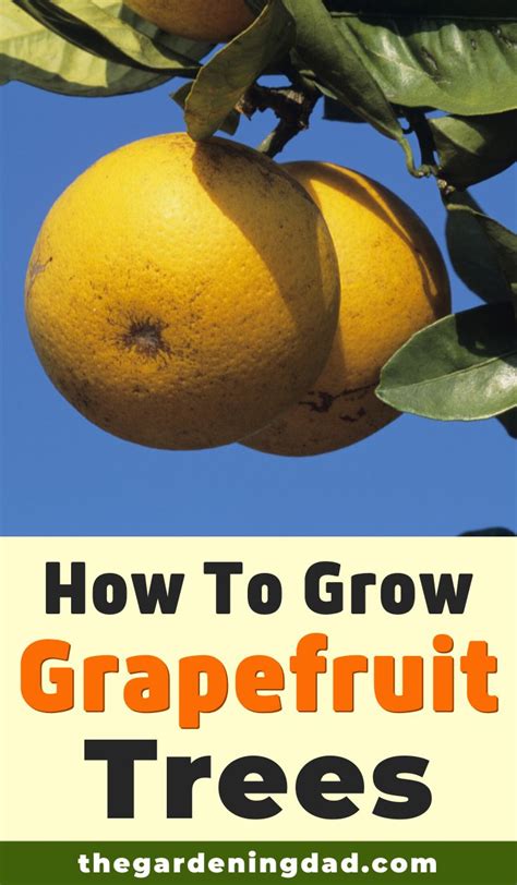 grow grapefruit  pots  easy steps fruit garden fruit