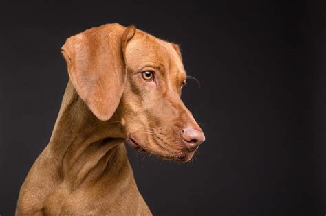 brown dog names  match  dog perfectly doggowner