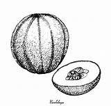 Cantaloupe Nee Iam Muskmelon Spanspek Rockmelon Honeydew Weißem Frucht Illustrationen sketch template