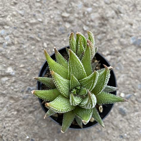 haworthia attenuata concolor tropicalshouseplants  grows