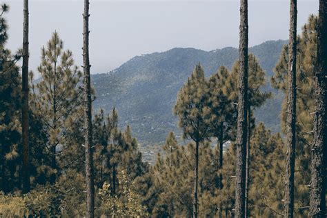 trees  mountain  stock photo
