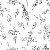 Basil Drawing Plant Paintingvalley sketch template