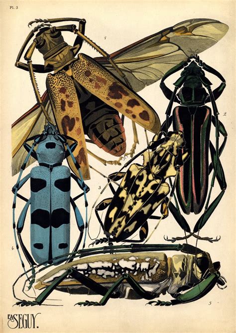 bibliodyssey pochoir insects