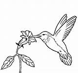 Hummingbird Flower Coloring Coloringcrew sketch template