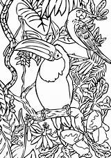 Oiseau Oiseaux Mer Exotiques Nid Colorier Vole Imprime Coloriages Adultes Exotique Enfants Colorie Concernant Dessus Tichodrome Greatestcoloringbook sketch template