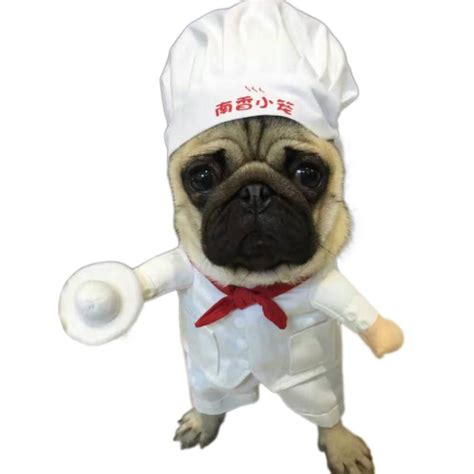 funny star pastry chef  hat standing costume  dog woof apparel