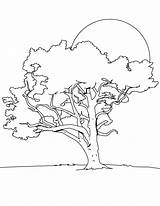 Arbre Coloriage Baobab Colorier sketch template