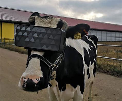Cows In Russia Wear Vr Headsets To Increase Milk