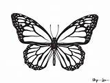 Butterfly Monarch Outlines Skiptomylou sketch template