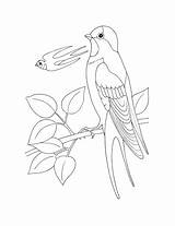 Swallow Coloring Pages Bird Getcolorings Printable Swallows Choose Board sketch template