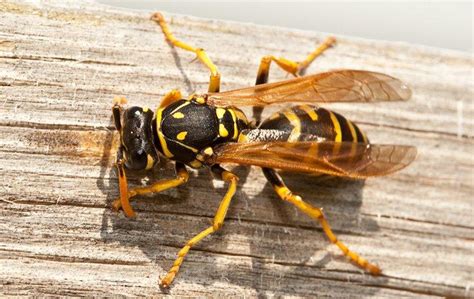 What S The Difference Between Wasps And Hornets And How Do I Keep Them Out