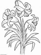 Coloring Pages Flower Printable Lily Flowers Worksheets sketch template