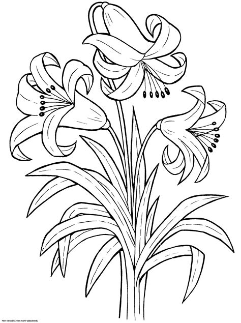 printable lily flower coloring pages  worksheets printable flower coloring pages flower