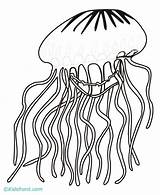 Jellyfish Coloring Qualle Ausmalbild Kostenlos sketch template