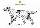 Jagdhund Ausmalbild Hunde sketch template