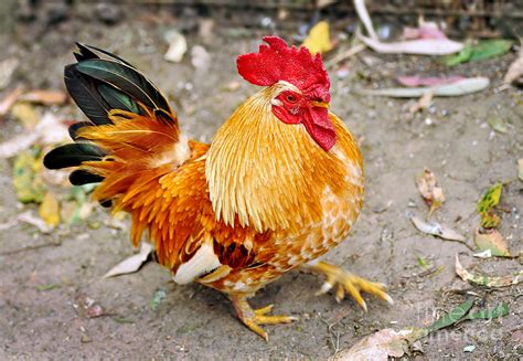 golden rooster photograph  kaye menner pixels