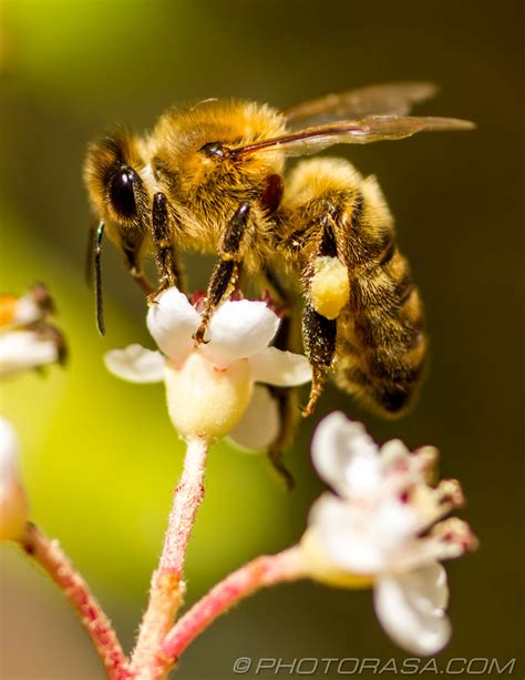 honey bees photorasa  hd