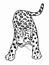 Leopard Pantera Sauvages Colorier Coloriages Animals Leopards Printablefreecoloring Drawings sketch template