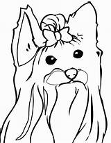 Yorkshire Kolorowanki Druku Siwa Yorki Imprimir Cachorro Dzieci Psy Yorkie Colorir Kolorowanka Piesek Teacup Wydruku Malowanki Kot Rysunek Obrazki Puppy sketch template