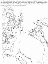 Monet Coloring Claude Pages Drawing Bear Getdrawings Getcolorings Drawings Realistic sketch template