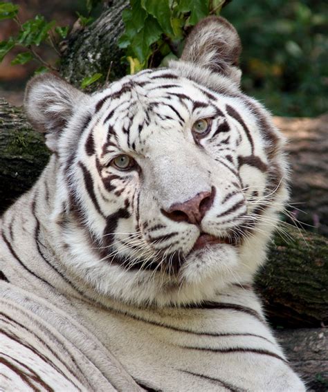 white tiger  cincinnati zoo botanical garden