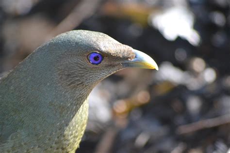 pic   purple eyed bird  qld