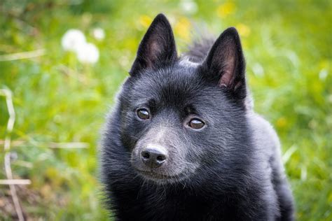 cutest black dog breeds  adopt   readers digest