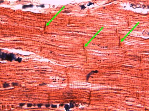 muscle tissue muscle tissue anatomy  physiology tissue
