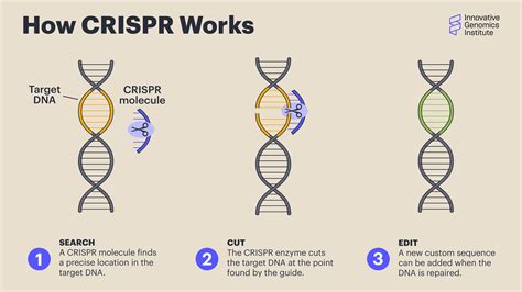 crispr cures   innovative genomics institute igi