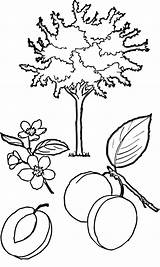 Apricot Colorare Disegno Drzewo Albicocco Kolorowanka Abricot Morelowe Supercoloring Shrubbery Arancio Sheets Kategorii Owocowe sketch template