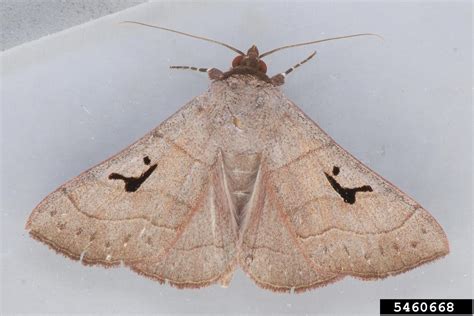 noctuid moth panopoda carneicosta
