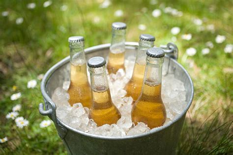 royalty  beer bucket pictures images  stock  istock