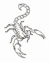 Scorpion Tattoo Scorpio Escorpion Metacharis Alacran Diseños Zodiac Fonts Beginner Scorpian Tatouage Doodle Clipground sketch template