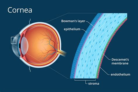 cornea definition  detailed illustration