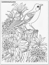 Coloring Realistic Pages Bird Garden Adult Printable Color Adults Animal Print Designlooter Drawings Sheets Detailed Book Special 22kb Choose Board sketch template