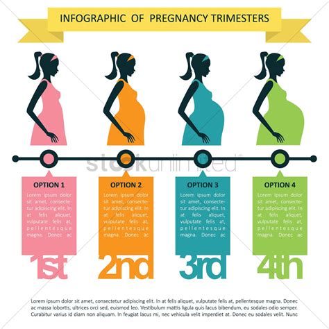 Infographic Of Pregnancy Trimesters Vector Image 1514210 Stockunlimited