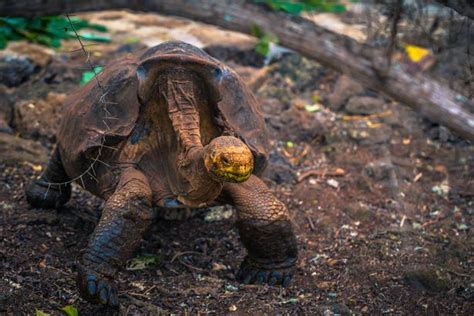 Sex Mad Tortoise Who Saved Species From Extinction With His Romping