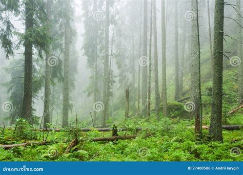 het bos van de ochtend stock foto image  bomen fantasie
