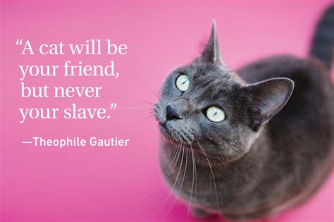 cat quotes  cat owner   readers digest