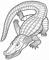 Coloring Crocodile Pages Color Popular Sheet sketch template