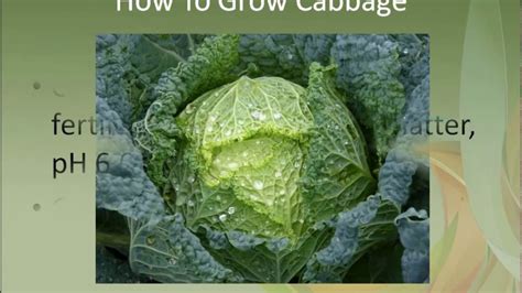 grow cabbage youtube