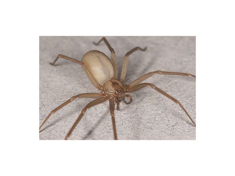 brown recluse spider book bites misconceptions highlander