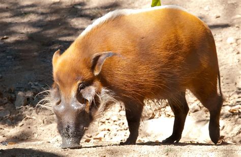 bcxnews animalblog pigs hogs  boars