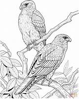 Coloring Pages Falcon Bird Realistic Tree Printable Birds Animal Gif Canary Print Pdf Trees sketch template