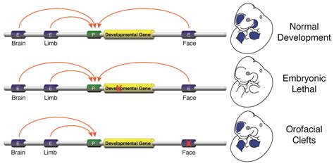 research  cotney lab