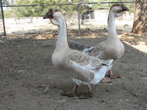 african goose size backyard chickens learn how to