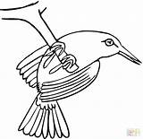 Coloring Pages Swallow Hummingbird Getdrawings Birds Printable Getcolorings Outline sketch template