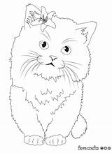 Coloring Kitten Cute Pages sketch template
