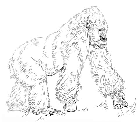 top  printable ape coloring pages  coloring pages