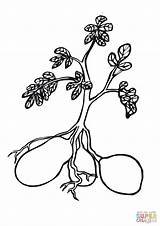 Potato Plant Coloring Pages Drawing Printable Potatoes Plants Color Supercoloring Tomato Sheets Vegetables sketch template